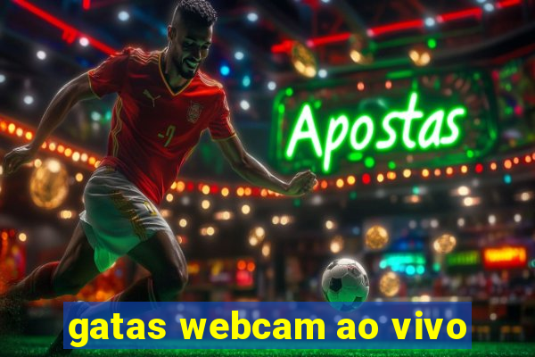 gatas webcam ao vivo